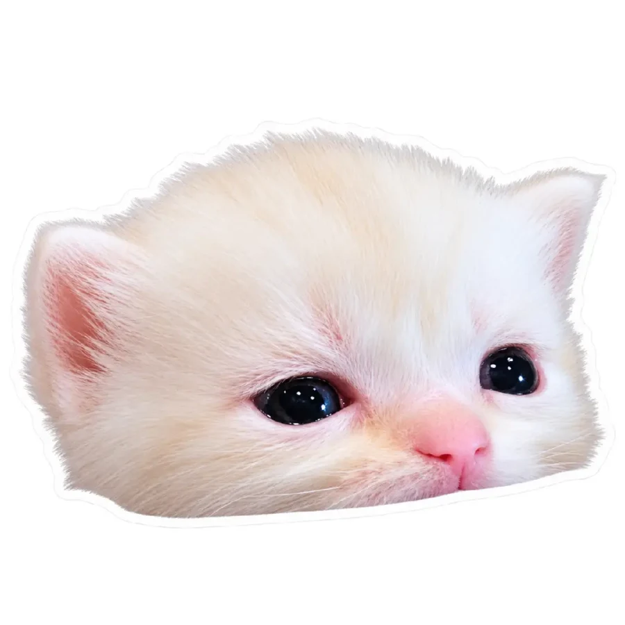 白い子猫のアップ写真